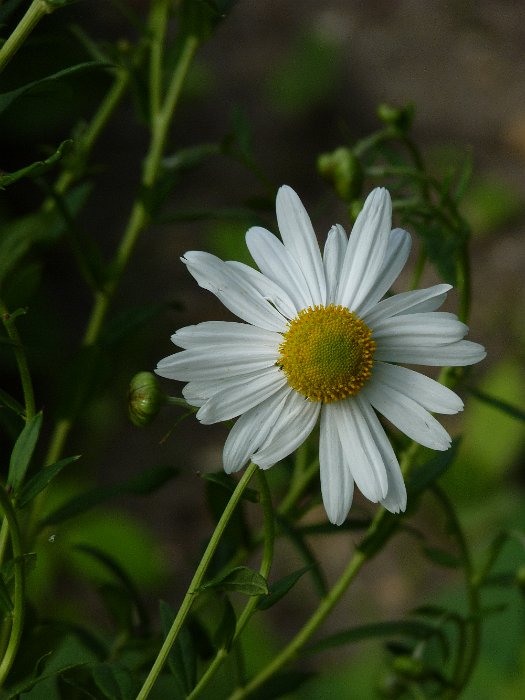 Leucanthemella serotina fleur